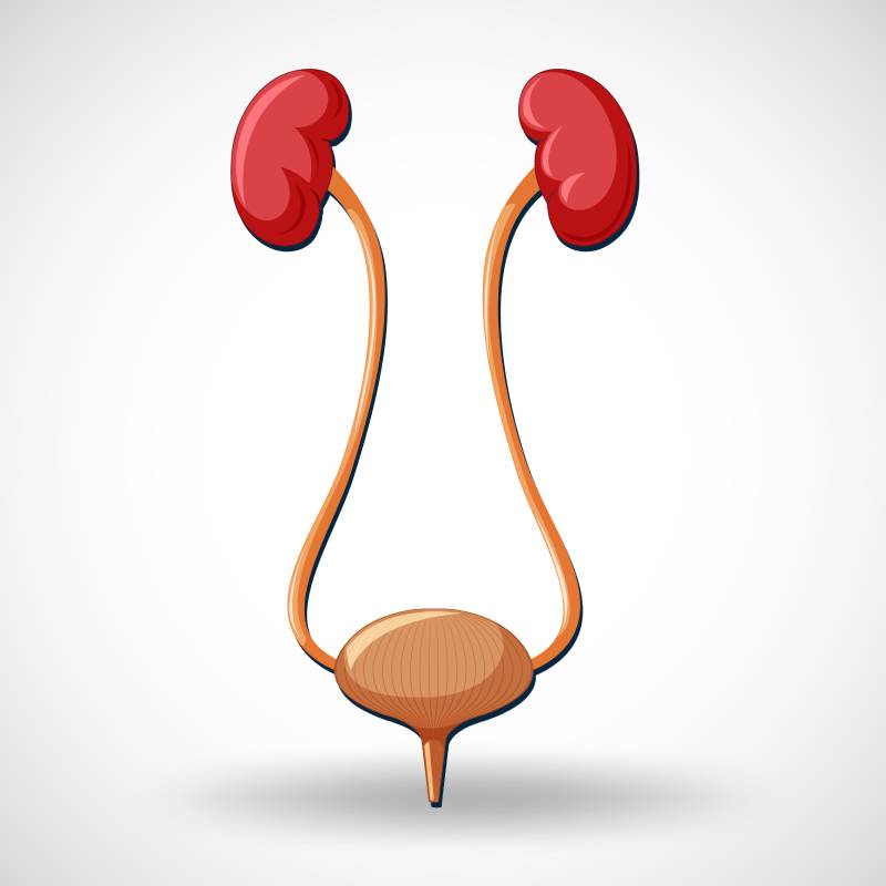 Ουρολοίμωξη: Αίτια, Συμπτώματα και Αντιμετώπιση - Doctor Home Care