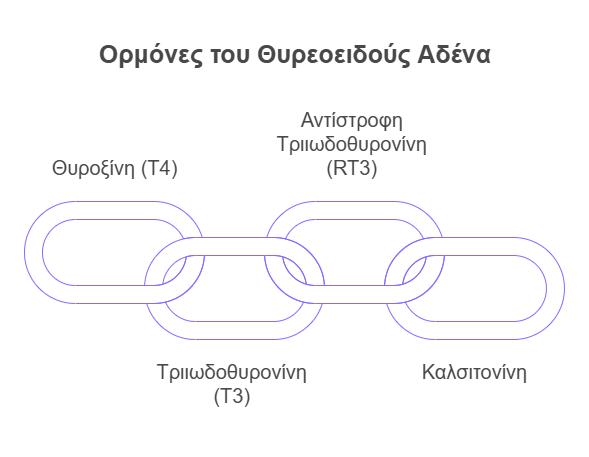 ορμόνες του θυρεοειδή αδένα